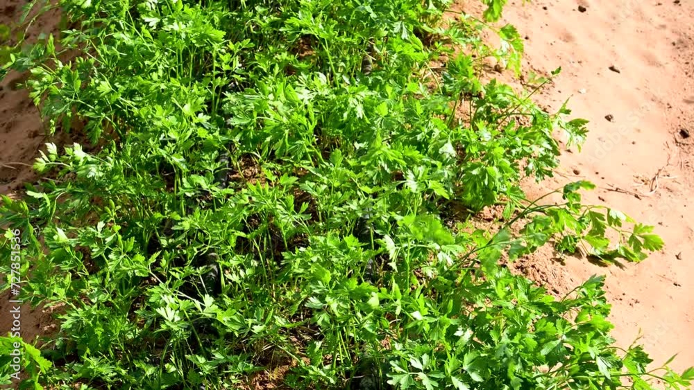Organic Farming in United Arab Emirates Organic Farming in United Arab Emirates