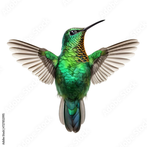 hummingbird isolated on white background