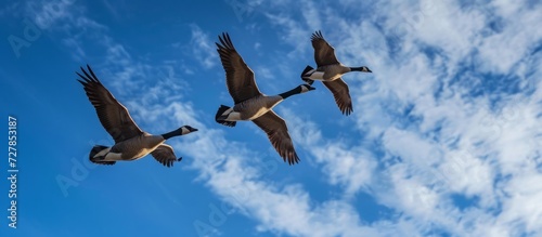 Fotografiet Mesmerizing Capture: Majestic Wild Geese Tadorn Tadorna Flying in the Vast Blue