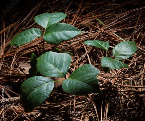 Poison ivy growing in a dark woodland photo