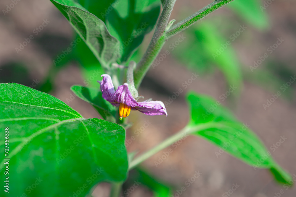 Purple eggplant flower growing in the garden in the springtime Purple eggplant flower growing in the garden in the springtime