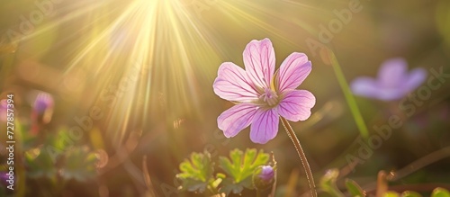 Closeup of a Beautiful Orchy Flower Bathed in Sunlight: A Closeup Shot Capturing the Stunning Beauty of an Orchy Flower Gently Illuminated by Sunlight photo