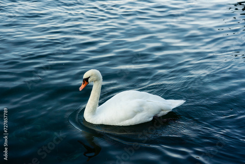 White swan floating on the lake