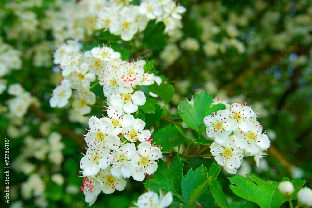 blossoming apple tree close-up blossoming apple tree close-up