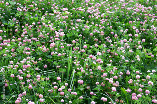 field of blooming clovers isolated wallpaper 