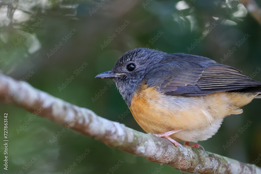 Fototapeta premium Detailed Close-Up of a Beautiful Female White-rumped Shama (Copsychus malabaricus)