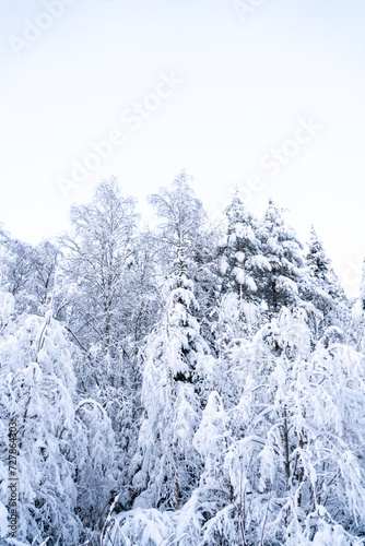 Winter time in snowy Rovaniemi Lapland, winterwonderland shortly before christmas season © SandraSevJarocka