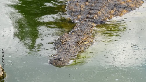 Nile crocodile swims along the river