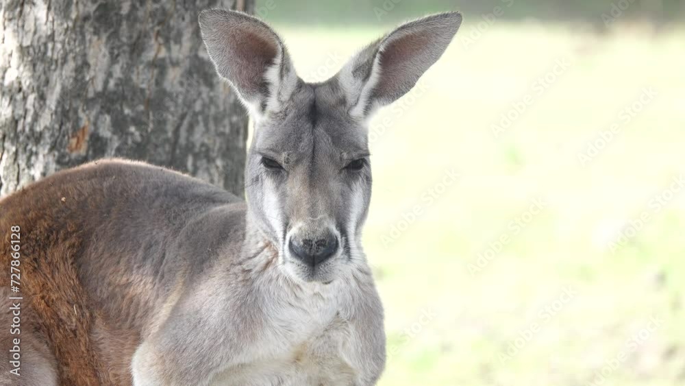Red kangaroo looking at the camera Red kangaroo looking at the camera