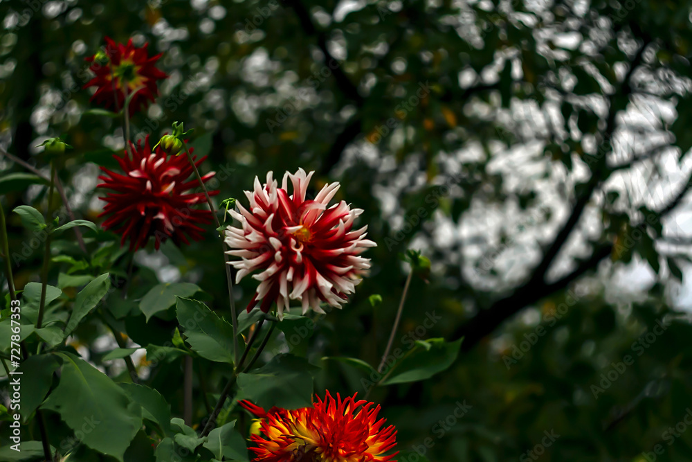 Variety of flowers basking in the sunlight, adorning the branches of trees Variety of flowers basking in the sunlight, adorning the branches of trees