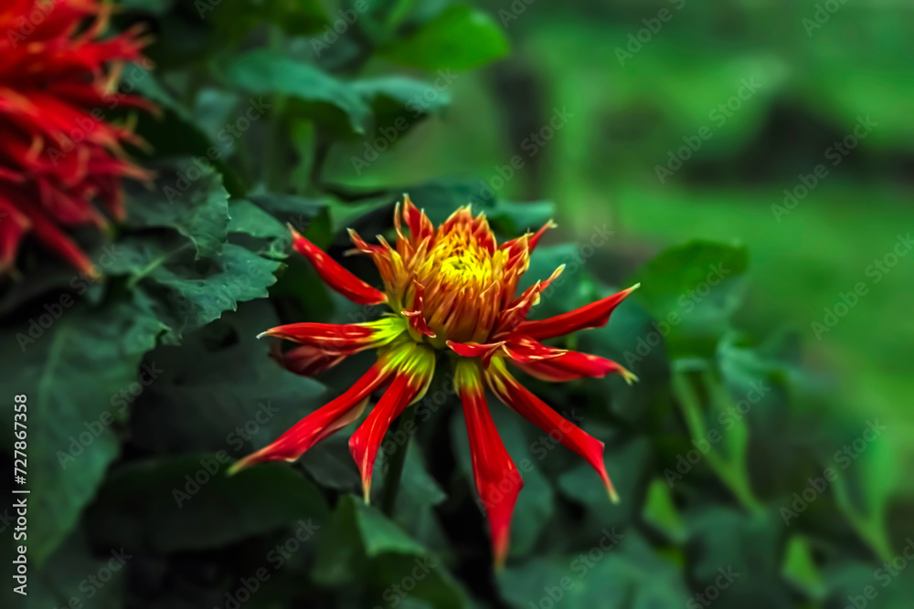 Red flower blossoming amidst lush green foliage Red flower blossoming amidst lush green foliage