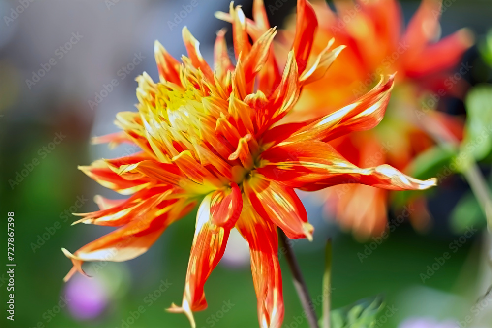 Bright and colorful flower with yellow center on plant Bright and colorful flower with yellow center on plant