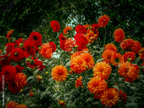 Fototapeta Naklejka Na Ścianę i Meble -  Red and orange flowers artfully arranged in front of a majestic backdrop of trees