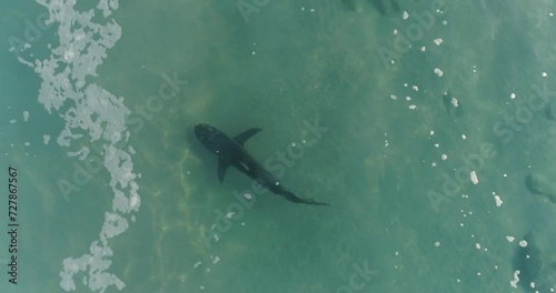 Aerial footage of sharks swimming in the warm water at the Orot Rabin power station in Hadera.