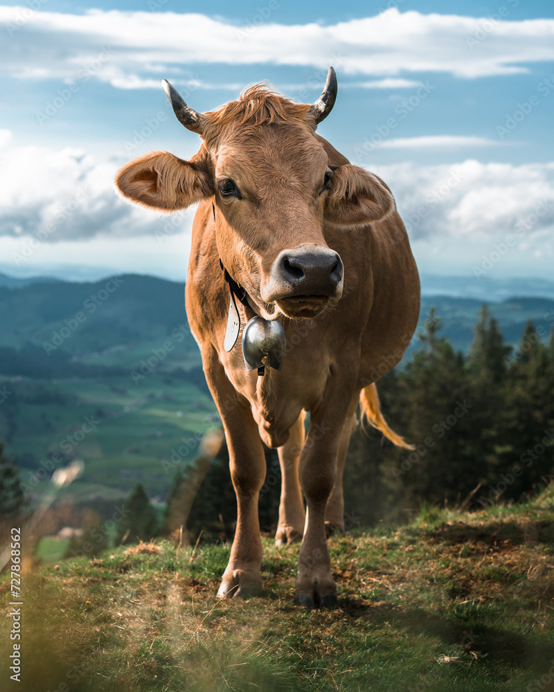 Portrait of a Swiss Cow in the Swiss Alps with a typical Swiss cowbell Portrait of a Swiss Cow in the Swiss Alps with a typical Swiss cowbell