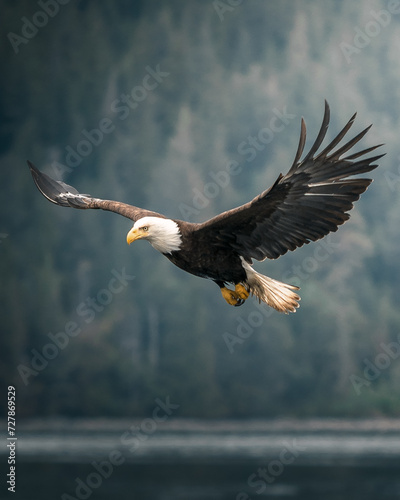 Bald Eagle - Haliaeetus Leucocephalus, Vancouver Island, Canada. Bird of prey, full wingspan. flying in the air