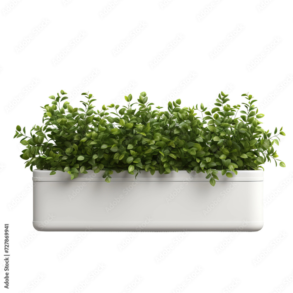 Fototapeta premium potted plant 