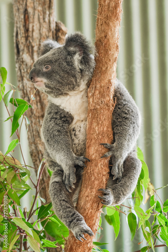 Australian koala  Phascolarctos cinereus  is a species of mammal  an arboreal herbivore. The animal sits on a tree.
