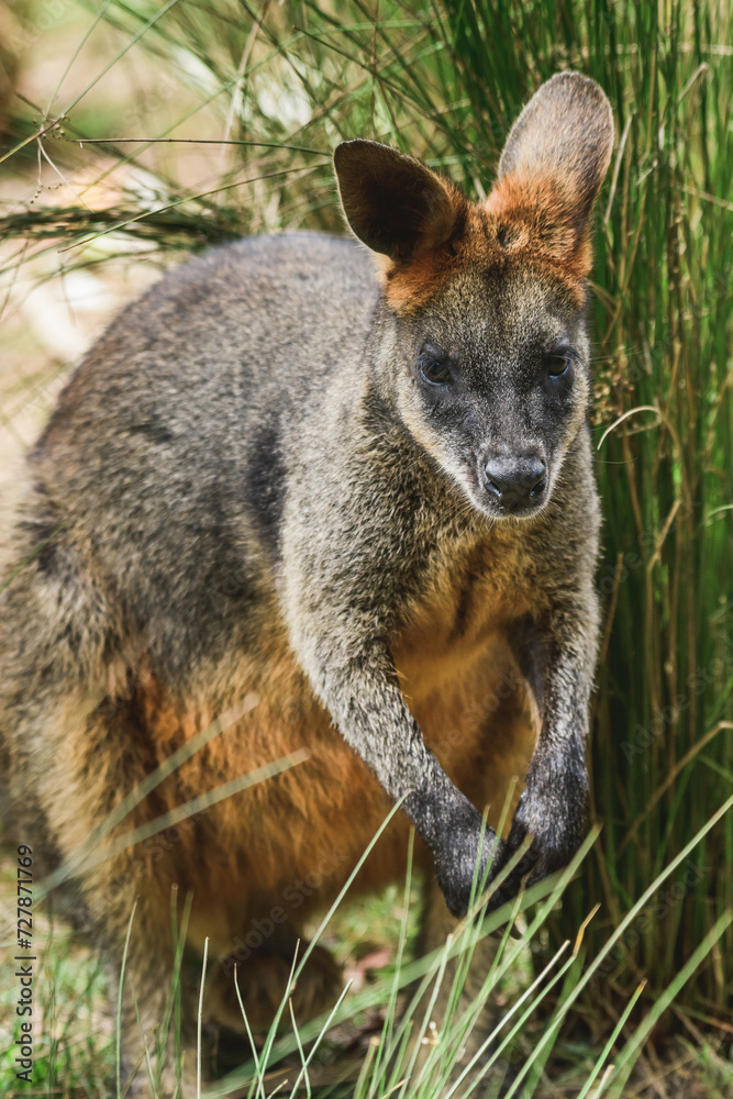 Swamp wallaby (Wallabia) a mammal from the kangaroo subfamily, a kangaroo with gray-rust fur sits among the vegetation and rests in the shade. Swamp wallaby (Wallabia) a mammal from the kangaroo subfamily, a kangaroo with gray-rust fur sits among the vegetation and rests in the shade.