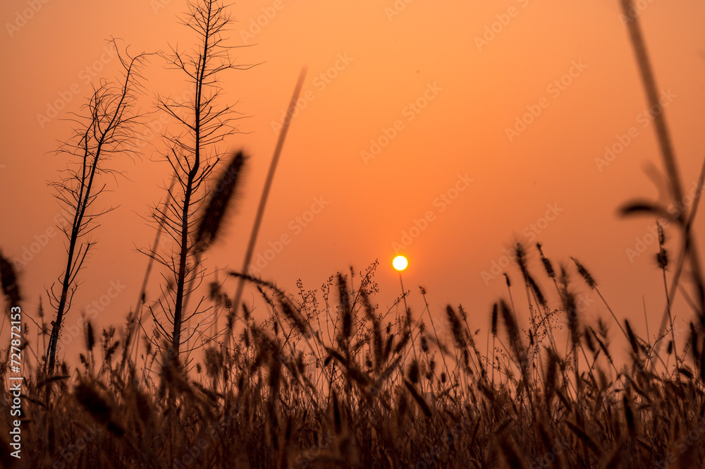 Fototapeta premium sunset in the grass
