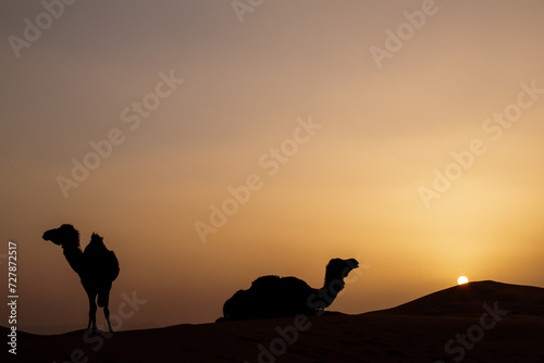 Kamele in der Sahara