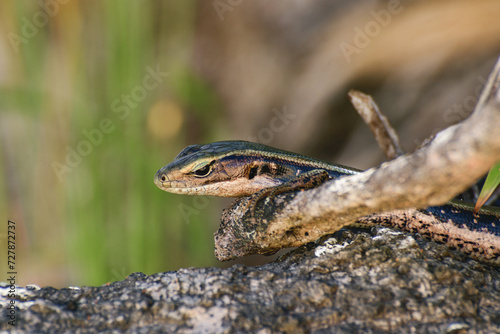 Eastern Water Skink (Eulamprus quoyii) a small lizard in the natural habitat sits on a branch. photo