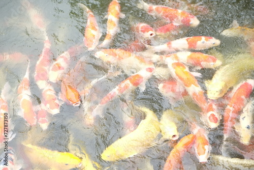 Koi