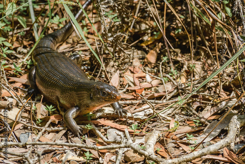 Land mullet (Egernia Major) is one of the largest members of the skink family, the lizard in the wild sitting among small vegetation in the forest.
