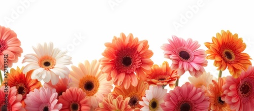 Beautiful Gerber Daisies on a Stunning White Background - Gerber, Daisies, and a Serene White Background Perfectly Blend Together