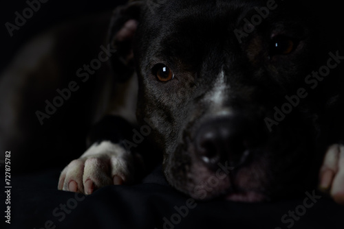 American pit bull terrier on dark background. Close up. Copy space.	 photo