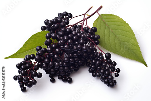 Schwarzer Holunder. A bunch of Elderberries with twigs & leaves isolated on a white background.