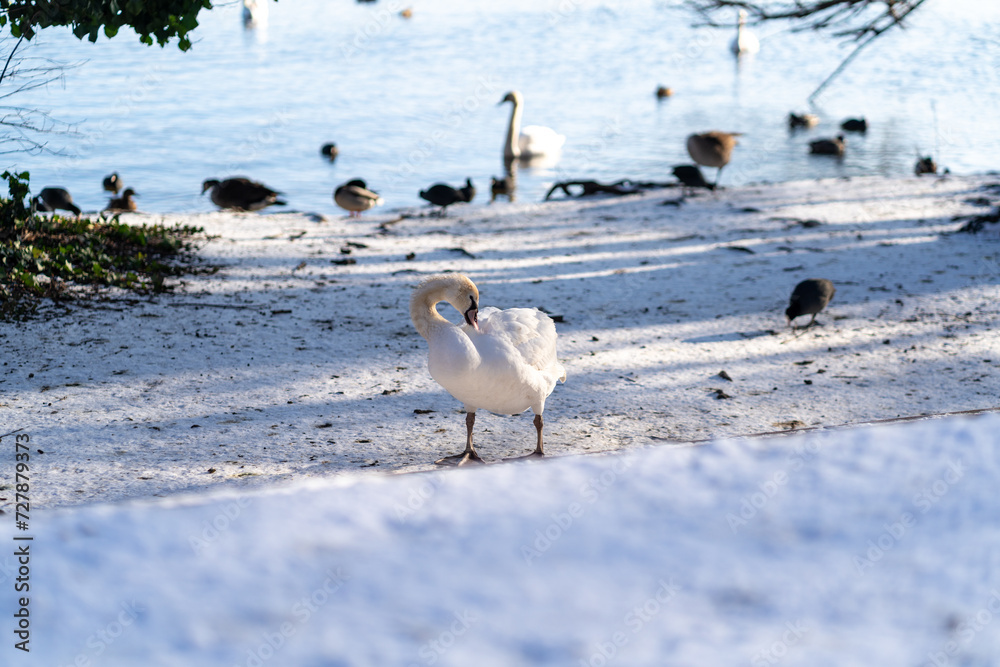 Fototapeta premium Swan swimming in the lake in wintertime in Berlin Spandau with snow