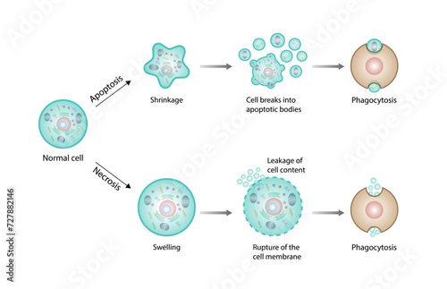 Necrosis and apoptosis of normal cell. cell death labeled outline diagram. Vector illustration photo