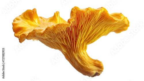 a close up of a mushroom photo