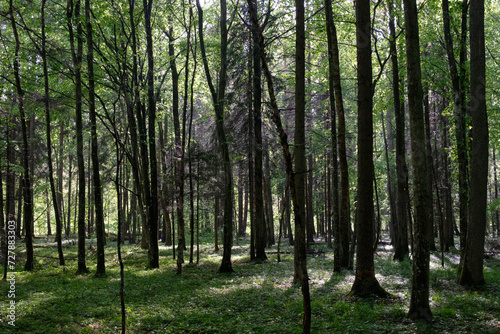 Fototapeta Naklejka Na Ścianę i Meble -  Springtime deciduous tree stand with hornbeams and oaks