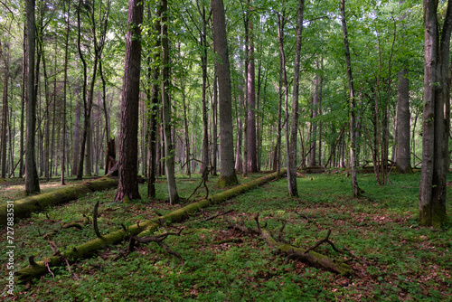 Springtime deciduous tree stand with hornbeams and oaks