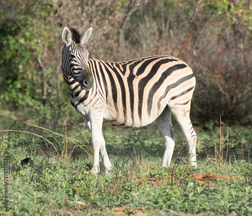 zebra in the wild
