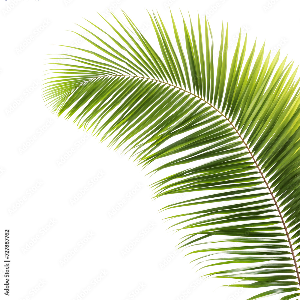 Obraz premium coconut leaves at corner of picture transparent background 