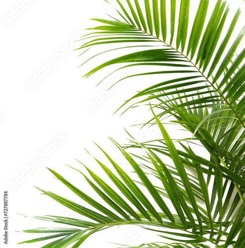 coconut leaves at corner of picture transparent background 