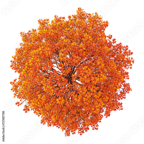 top view autumn tree PNG transparent background