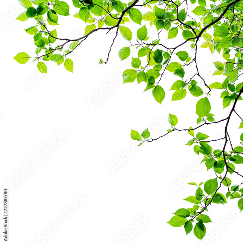 green leaves and tree branch PNG design for replace element 