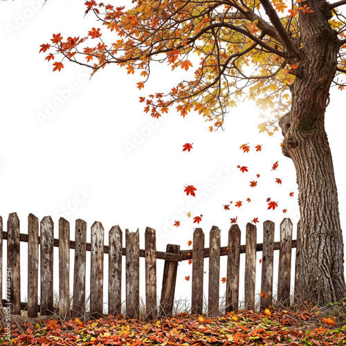 realistic old wooden fence on white and autumn tree at right corner and falling leaves transparent background photo