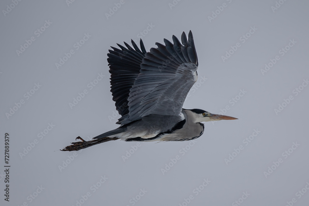 Fototapeta premium Reiher