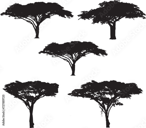 acacia tree silhouette. Australian and African trees. nature and landscape design element