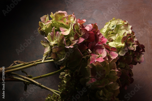 Mazzo di ortensie isolate su fondo scuro con fiori rosa e verde pallido; primo piano dei fiori recisi tra luci e ombre photo