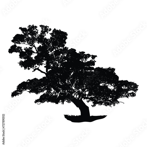 Amazing Nature Tree Silhouette 