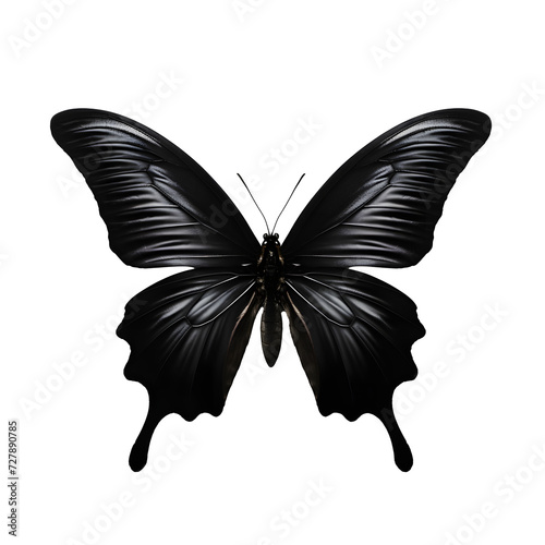 a black butterfly with wings