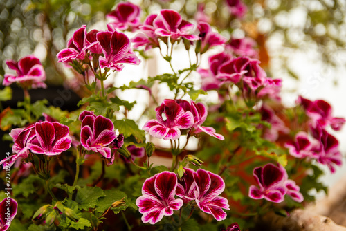 Fototapeta Naklejka Na Ścianę i Meble -  flowers in the garden