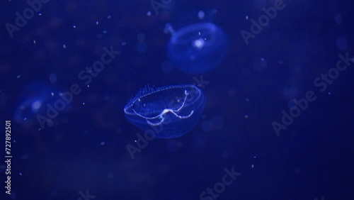 Jellyfish are invertebrate marine animals. The body is clear jelly. Looks like an umbrella They generally have many tentacles that are used for movement, prey capture, and self-defense. photo