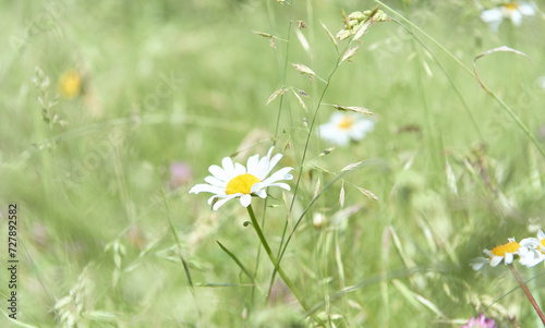 Nature background with wild flowers camomiles. Soft focus. Close up 